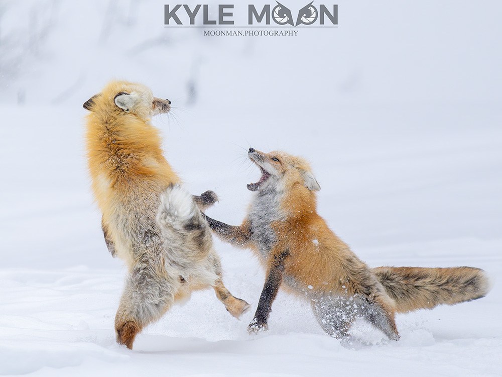 Two foxes playing in the snow, one leaping and the other with mouth open, snowy background.