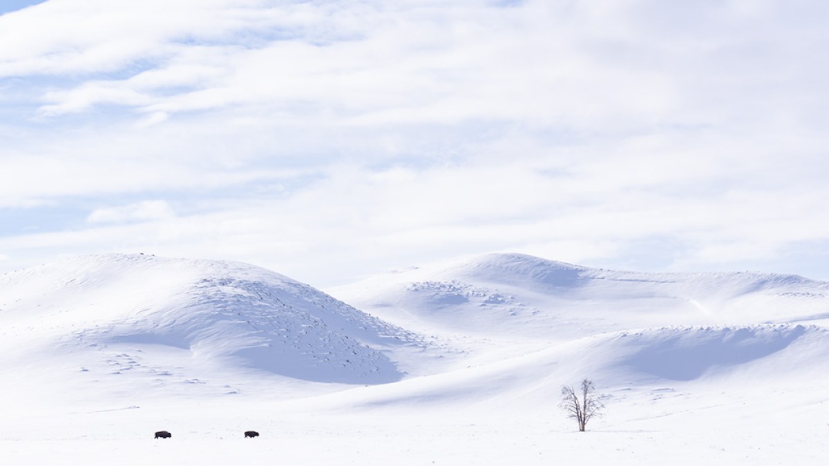 Snow-covered hills with two bison and a lone tree under a cloudy sky.