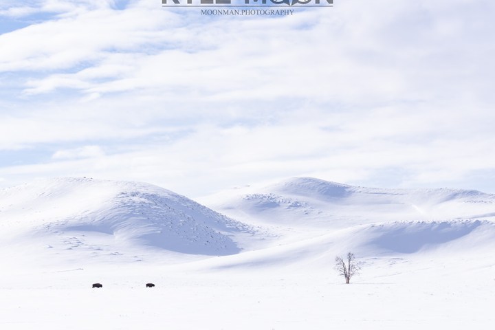 Snow-covered hills with two bison and a lone tree under a cloudy sky.