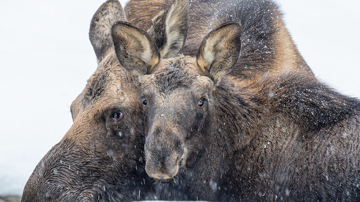 Two moose lying down in snow, with snowflakes on their fur, facing forward.