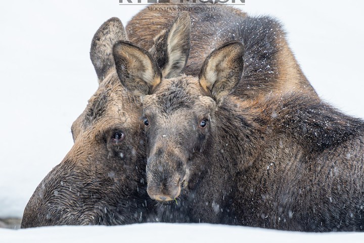 Two moose lying down in snow, with snowflakes on their fur, facing forward.