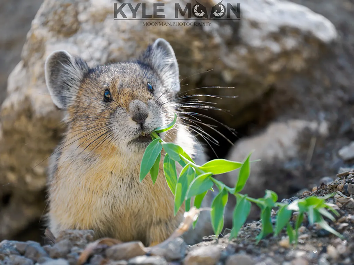 Close-up of a pika holding green leaves in its mouth, surrounded by rocks.