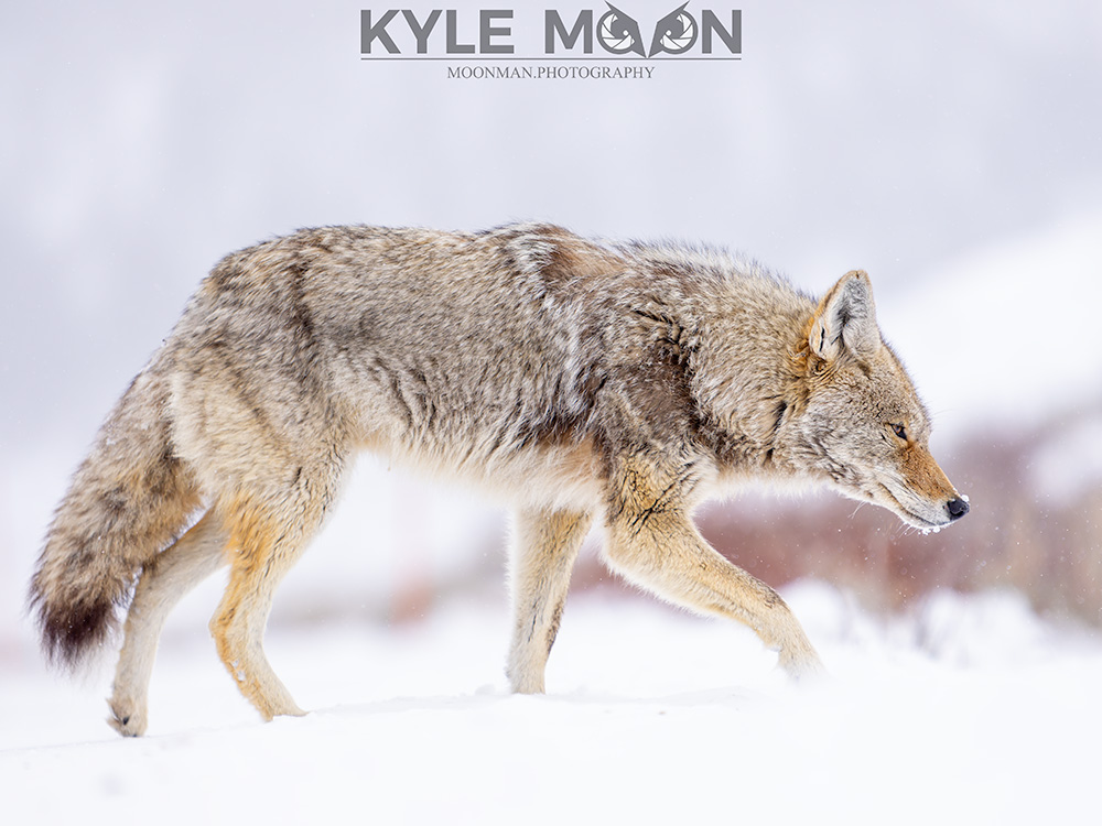 A coyote walking in snow with its head lowered against a blurred snowy background.