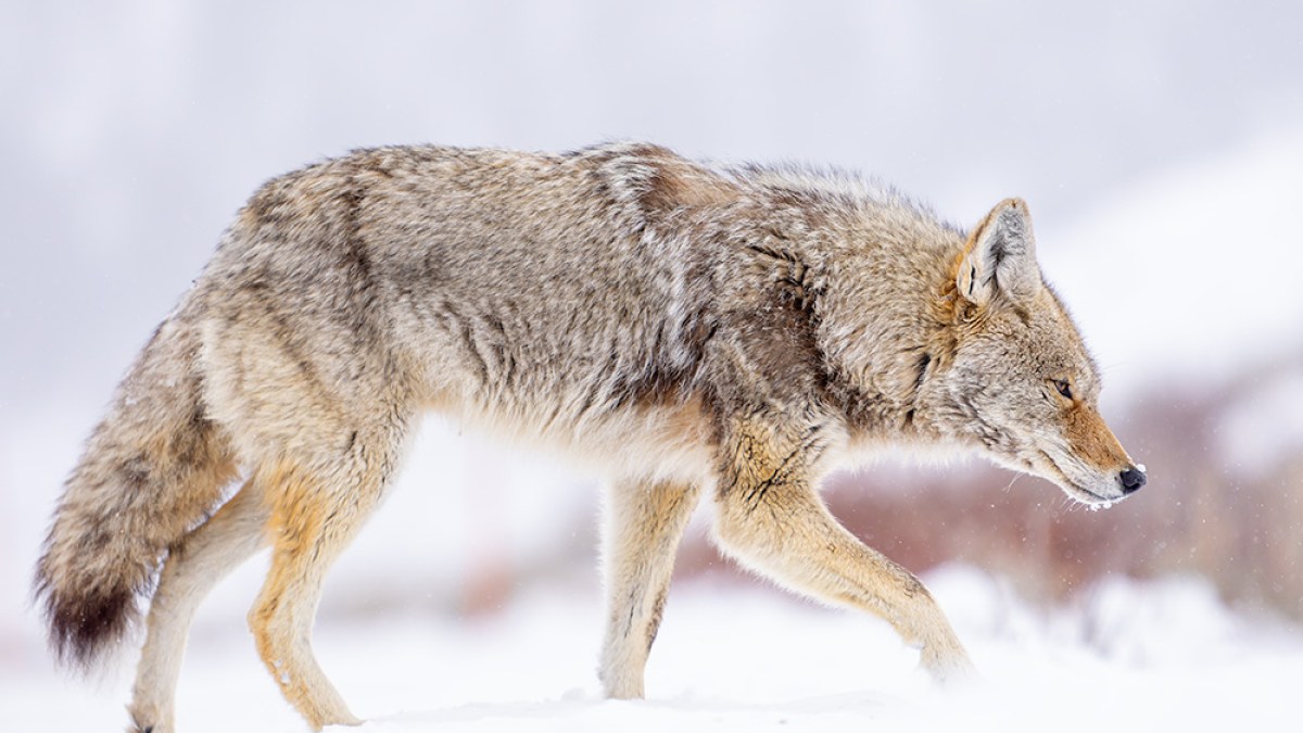 A coyote walking in snow with its head lowered against a blurred snowy background.