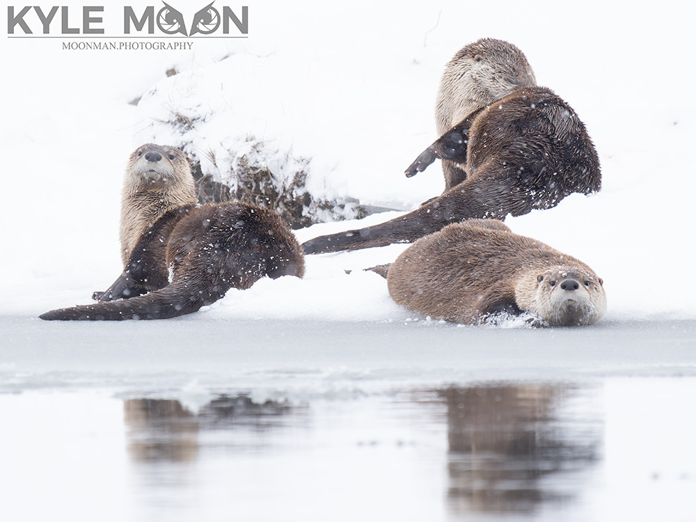 Four otters on snowy ground near a frozen water body.