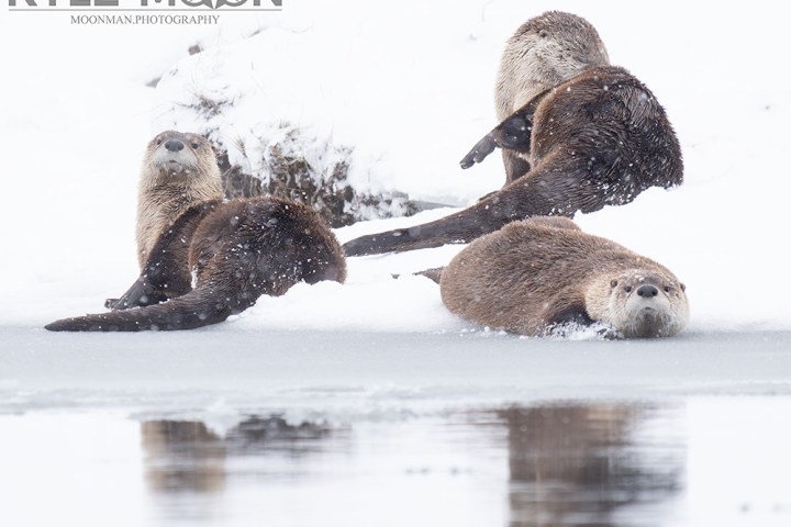 Four otters on snowy ground near a frozen water body.