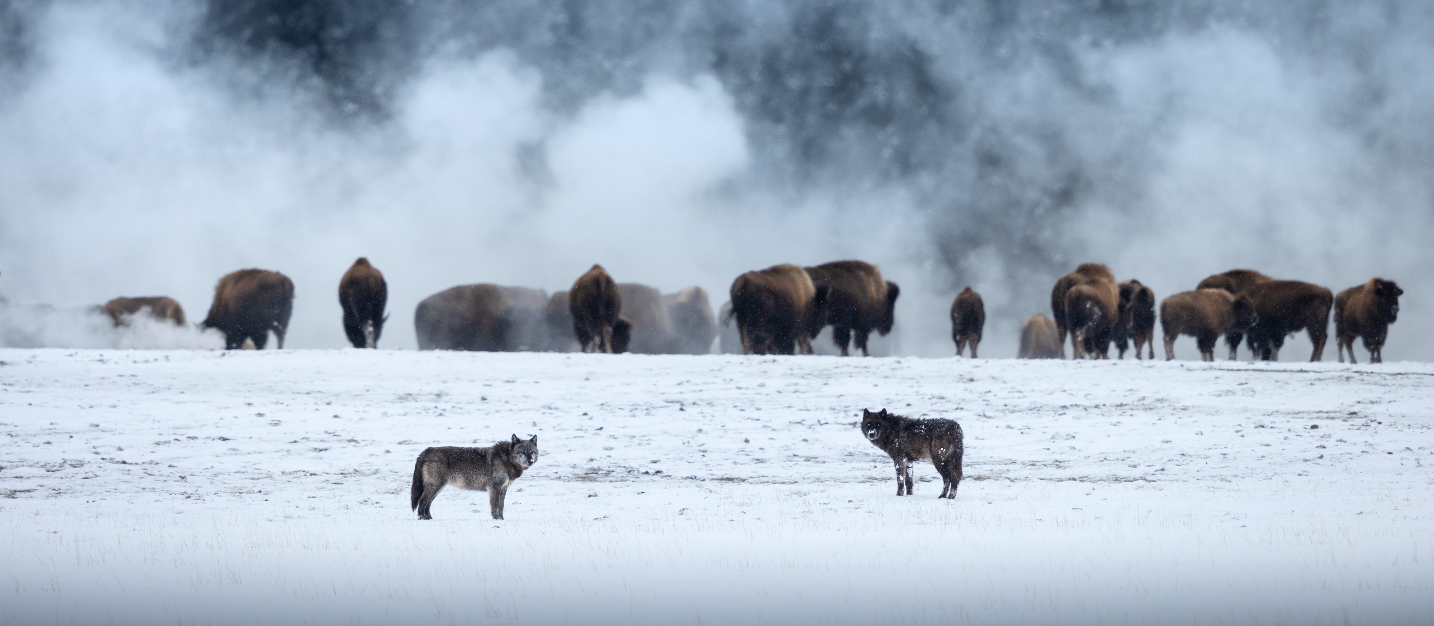 Two wolves in snow with bison herd in foggy background against forest backdrop.