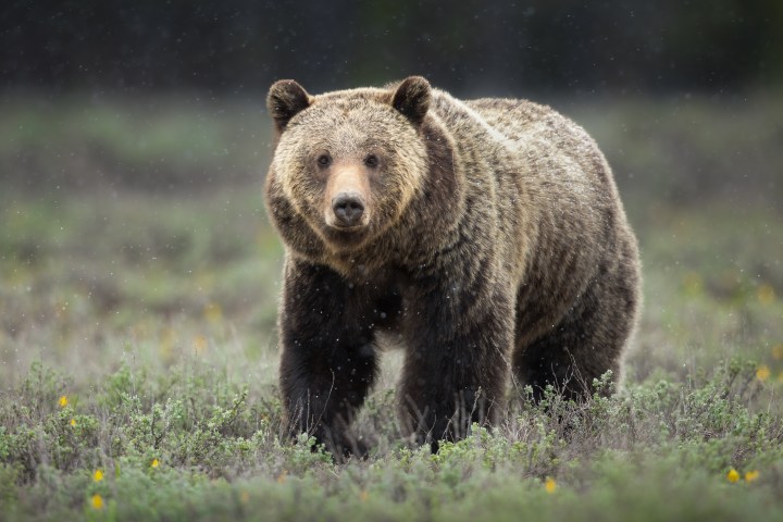 Evan Watts captures a boar grizzly in a spring field