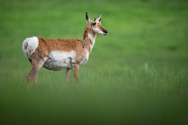 A pronghorn antelope standing in a grassy field. Photo by Evan Watts