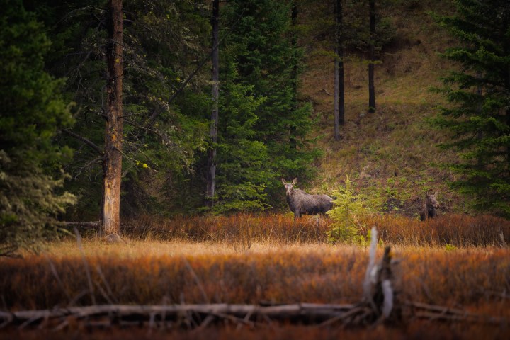 Moose standing in a forest clearing surrounded by trees, willows, and grass. Photo by Evan Watts