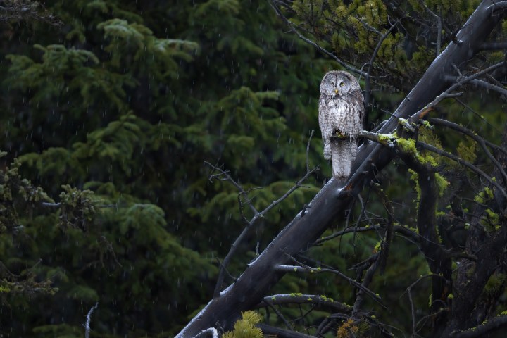 Great grey owl perched on a snag in Yellowstone National Park. Photo by Evan Watts