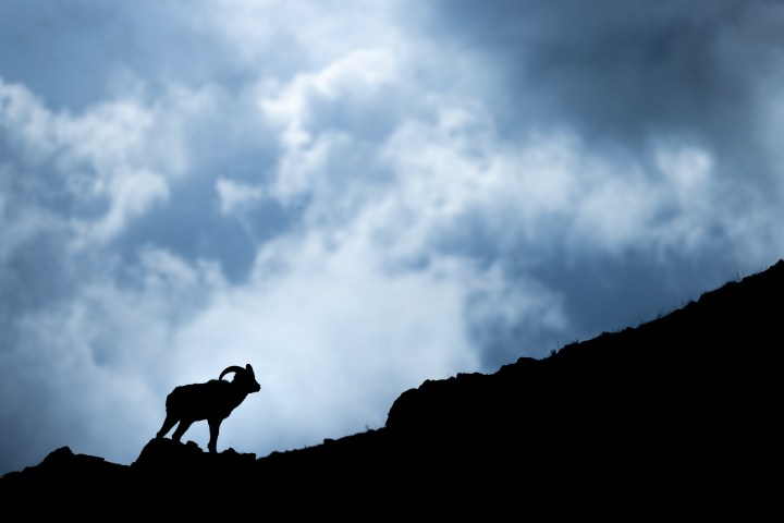 Silhouette of a bighorn sheep on a slope against cloudy sky.
