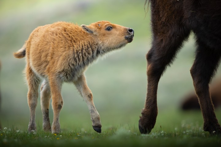 A bison calf walking beside an adult animal on a grassy field. Photo by Evan Watts