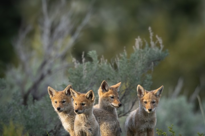 Four coyote pups standing together on a grassy hill. Photo by Evan Watts