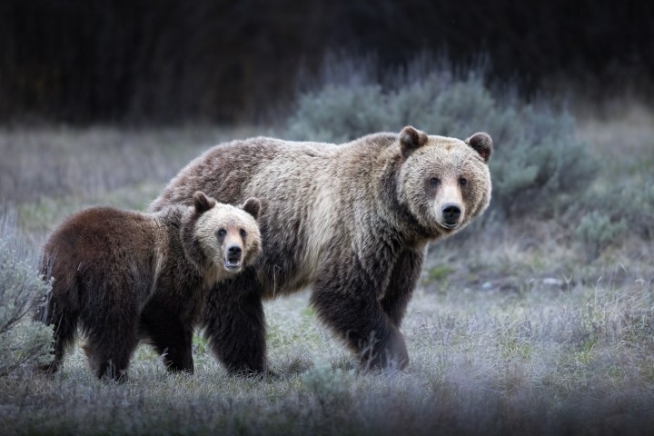 Sow and yearling griz standing on grass in a forest clearing. Photo by Evan Watts