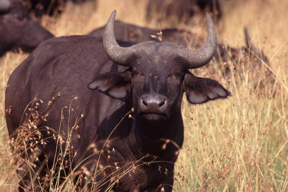 Buffalo standing in tall grass, facing forward.