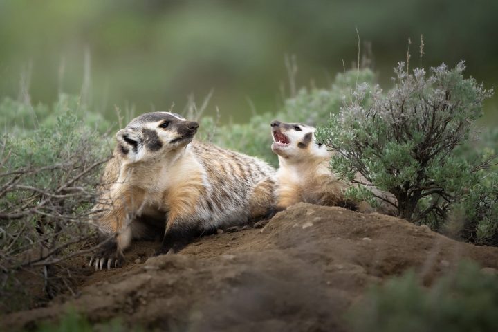 Two badgers on a dirt mound, one looking alert and the other with mouth open.