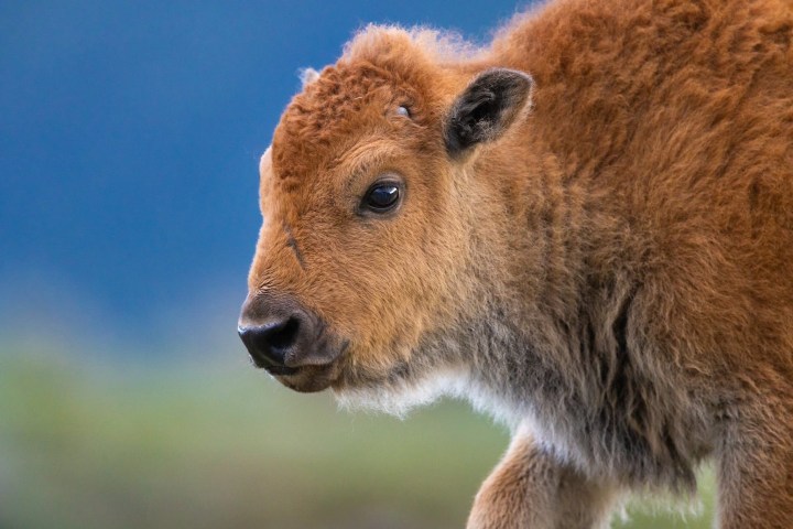 Close-up of a young bison calf with a blurred blue background.