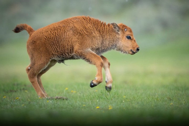 Young brown calf playfully jumping on grass in a field.