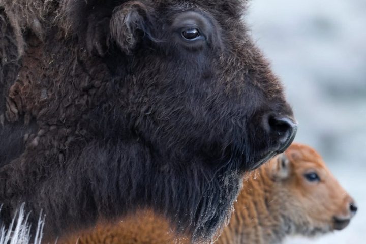 Close-up of a bison and its calf standing on frosty grass.