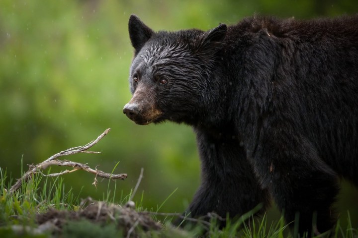 Black bear walking on grassy ground in a forested area.