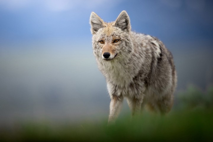 Coyote standing on grassy field with blurred background