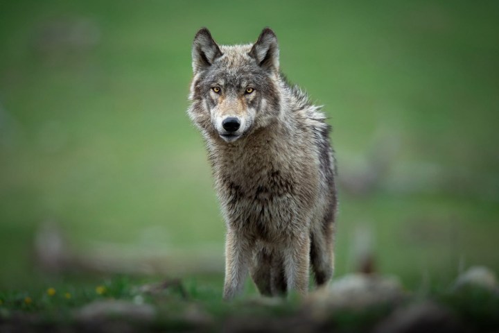 A lone gray wolf standing on grass with blurred green background.