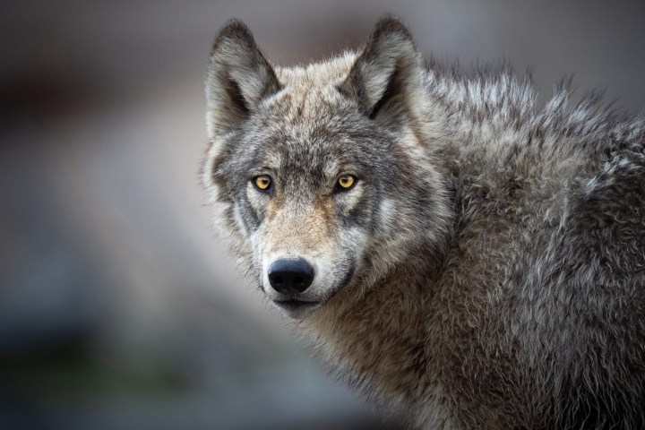 Close-up of a wolf with gray fur and piercing yellow eyes looking toward the camera.