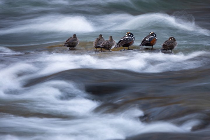 Group of ducks on a rock amid a flowing river.