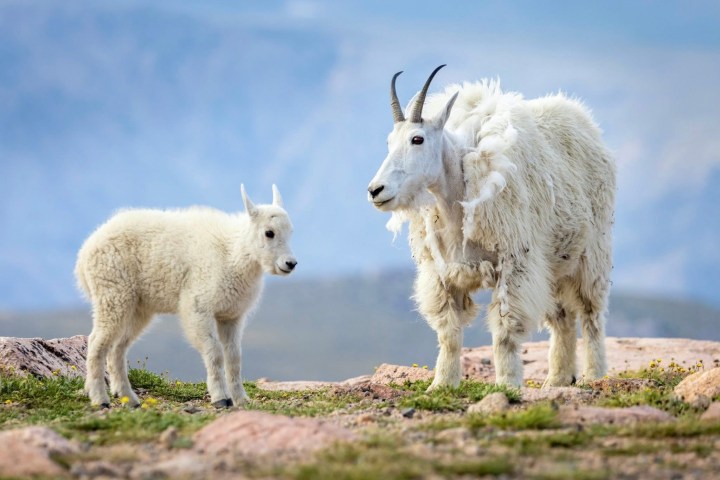 Adult and young mountain goats standing on a rocky terrain.