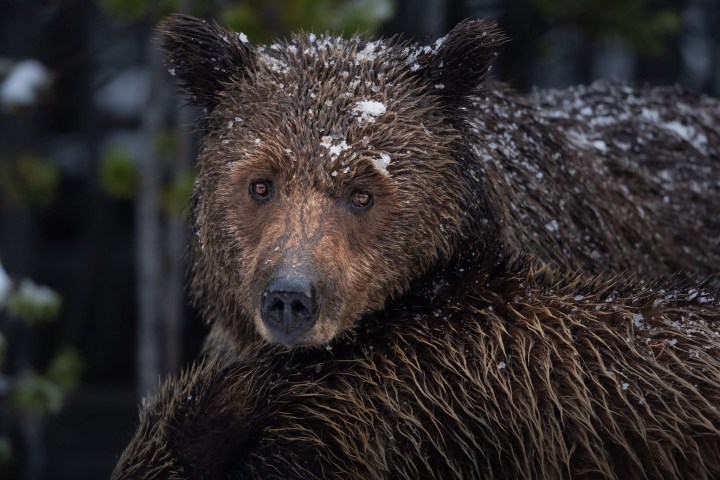 Close-up of a wet bear with snowflakes on its fur, looking directly at the camera.