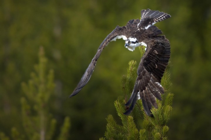 Osprey in flight with wings spread above green foliage.