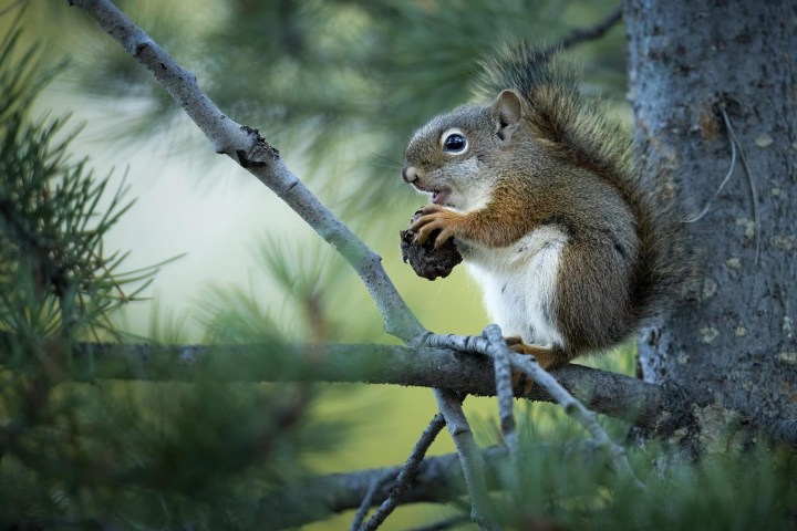 Squirrel on branch holding a pine cone with lush green background.