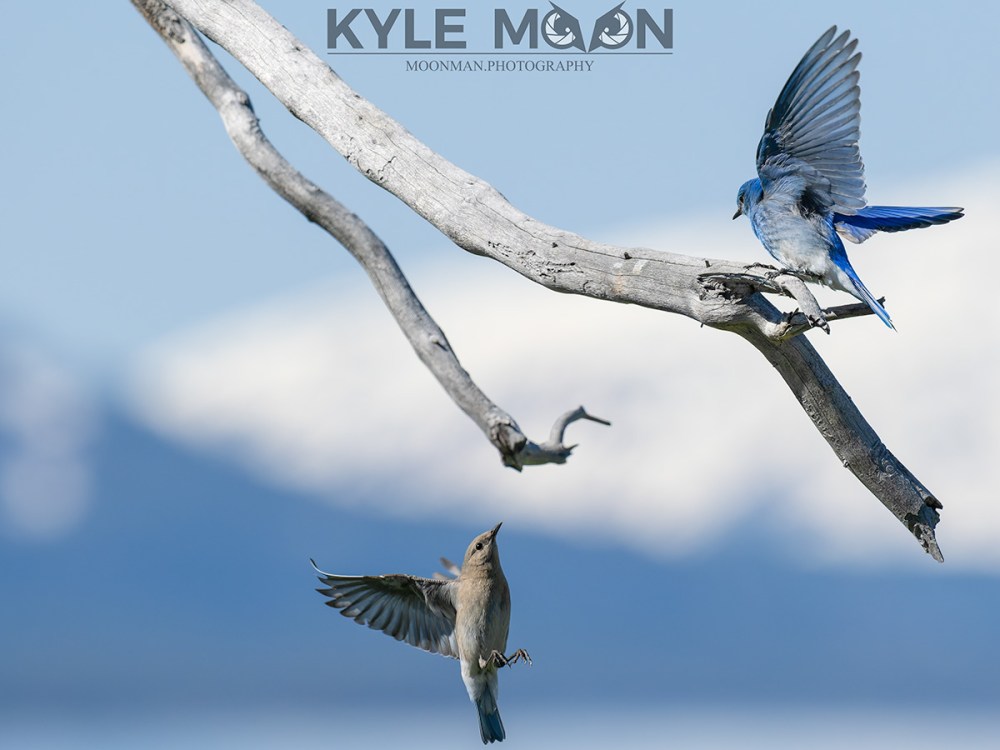 Two birds interact on branches against a mountainous backdrop.