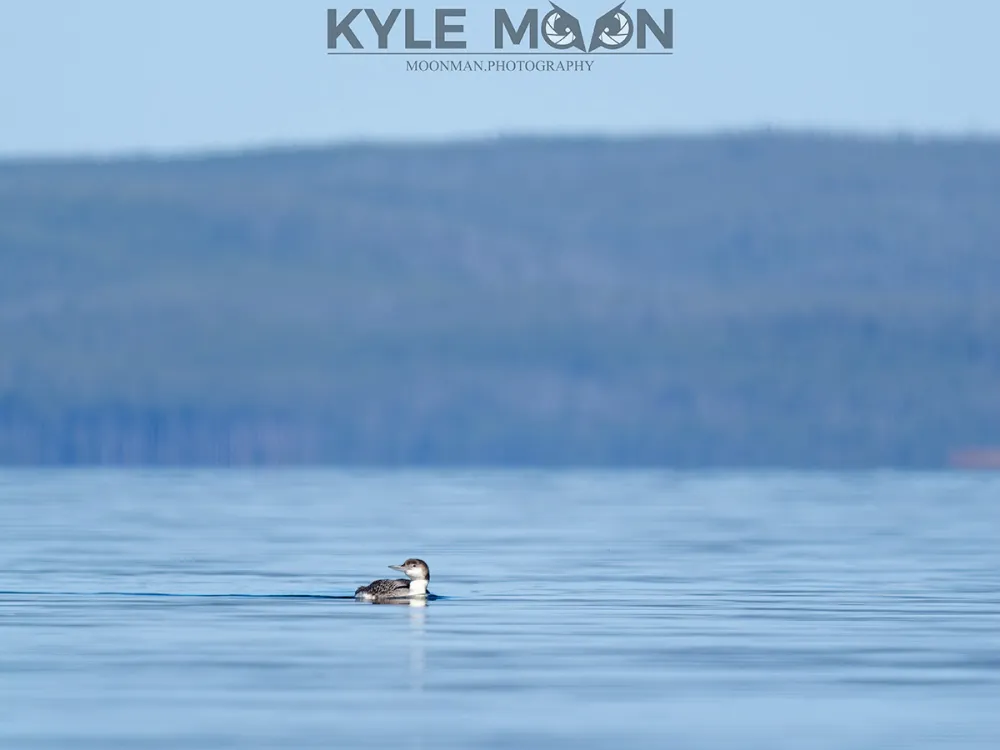 Duck swimming on calm lake with forested hills in background.