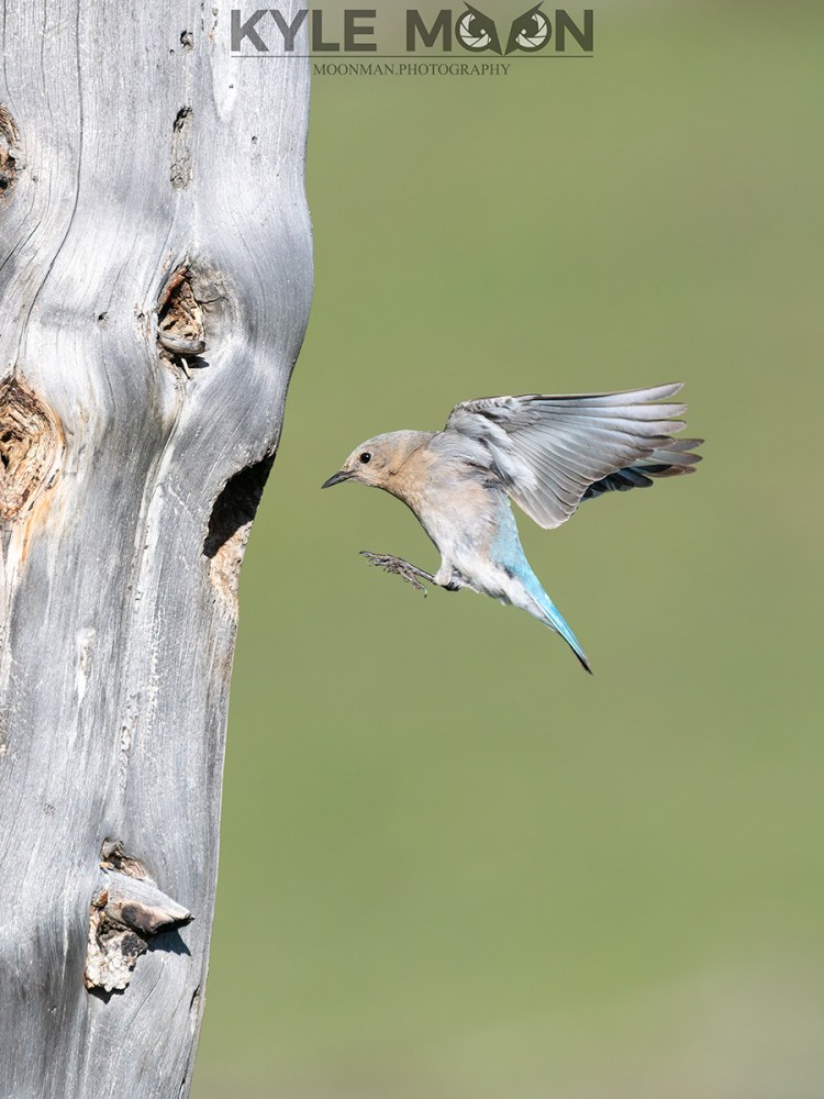 Bird with blue plumage flying near a tree trunk.