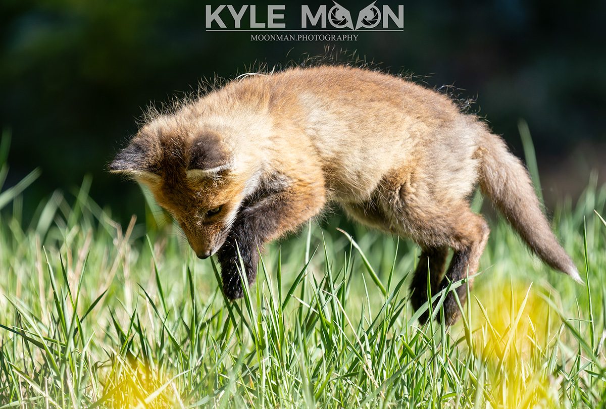 Fox pup playfully pouncing on grass.