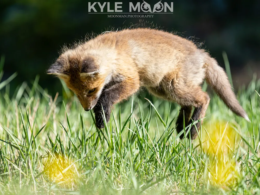 Fox pup playfully pouncing on grass.