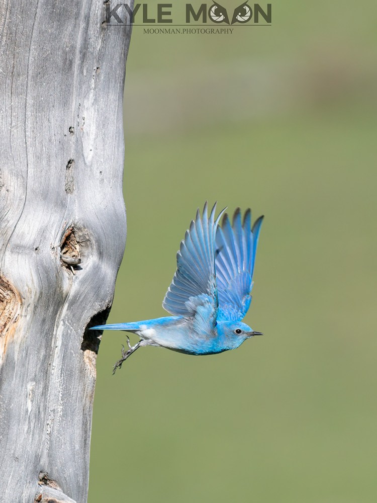 Bluebird flying out of a tree hollow against a blurred green background.