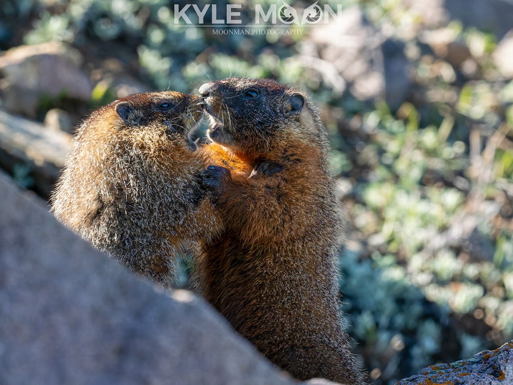 Two marmots interacting on rocky ground in sunlight.
