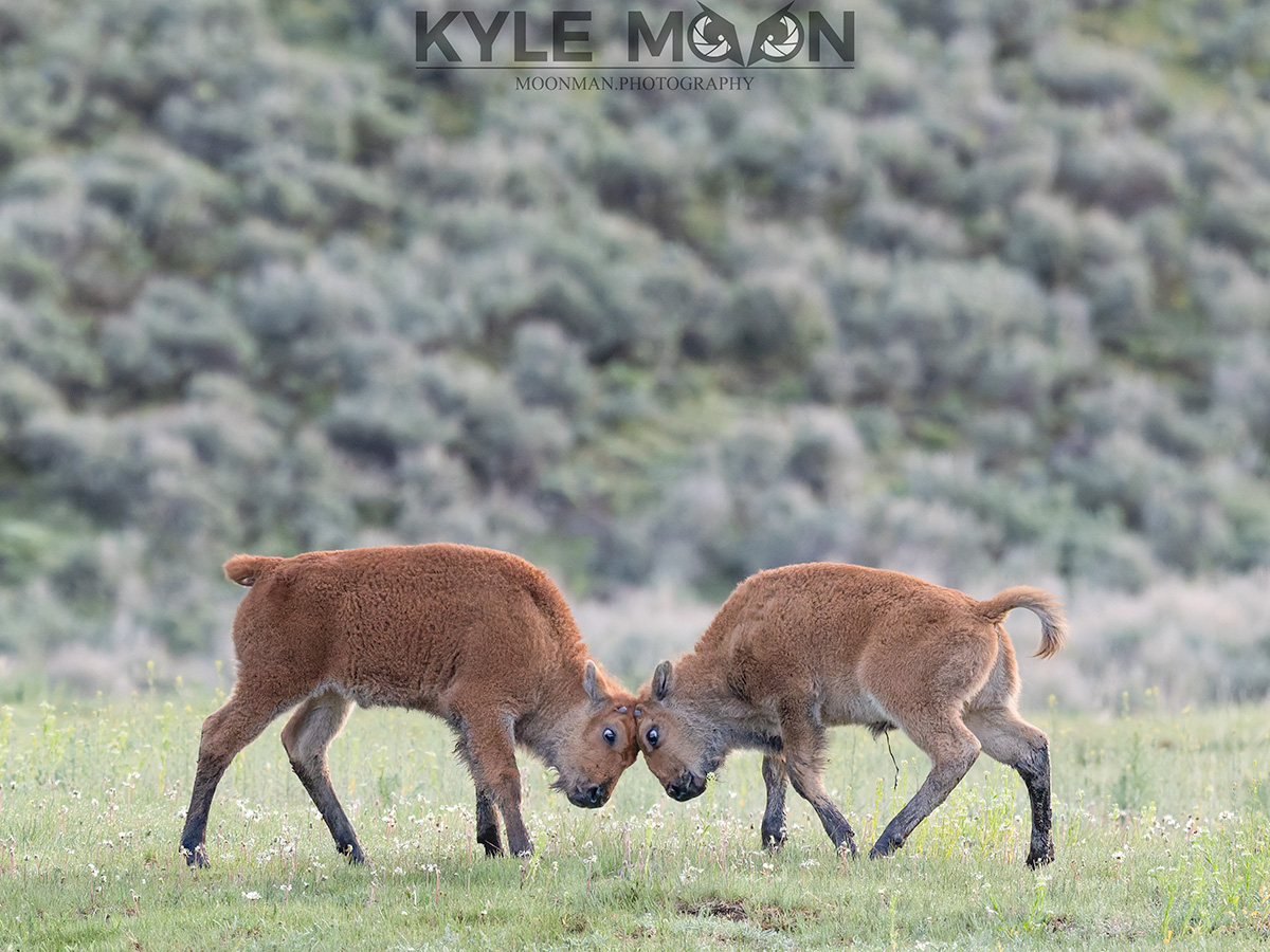 Two young bison playfully butting heads on grassy field.