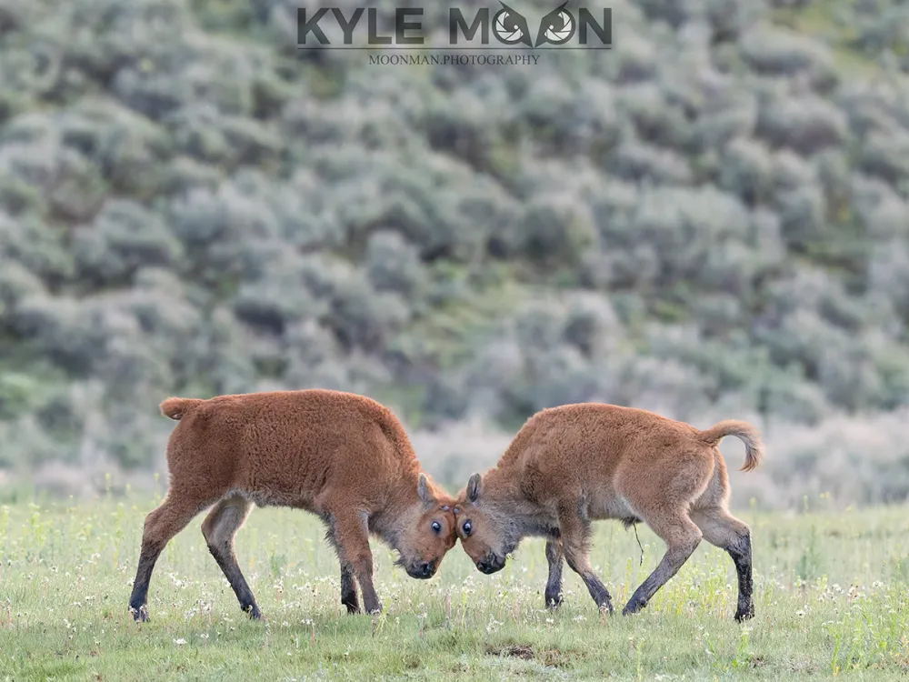 Two young bison playfully butting heads on grassy field.