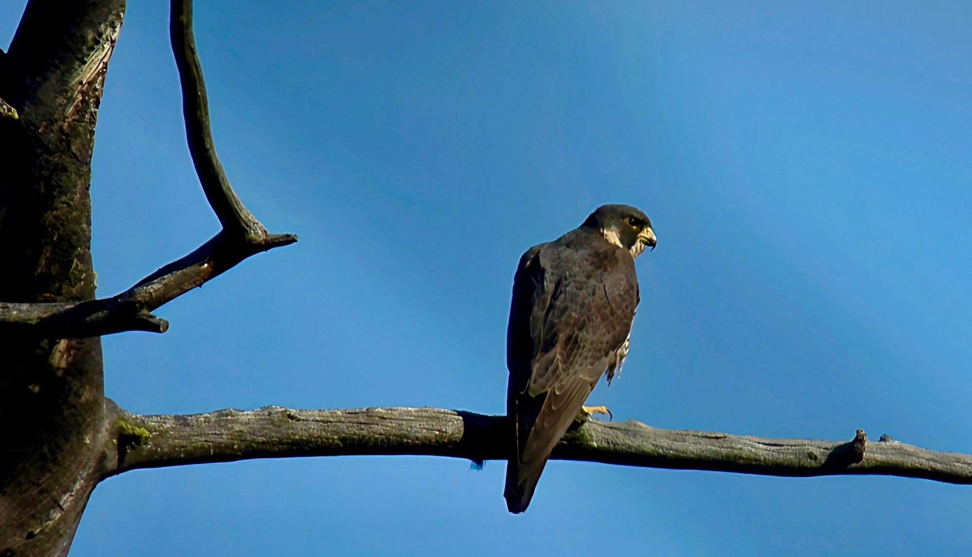 Bird of prey perched on a tree branch against blue sky.