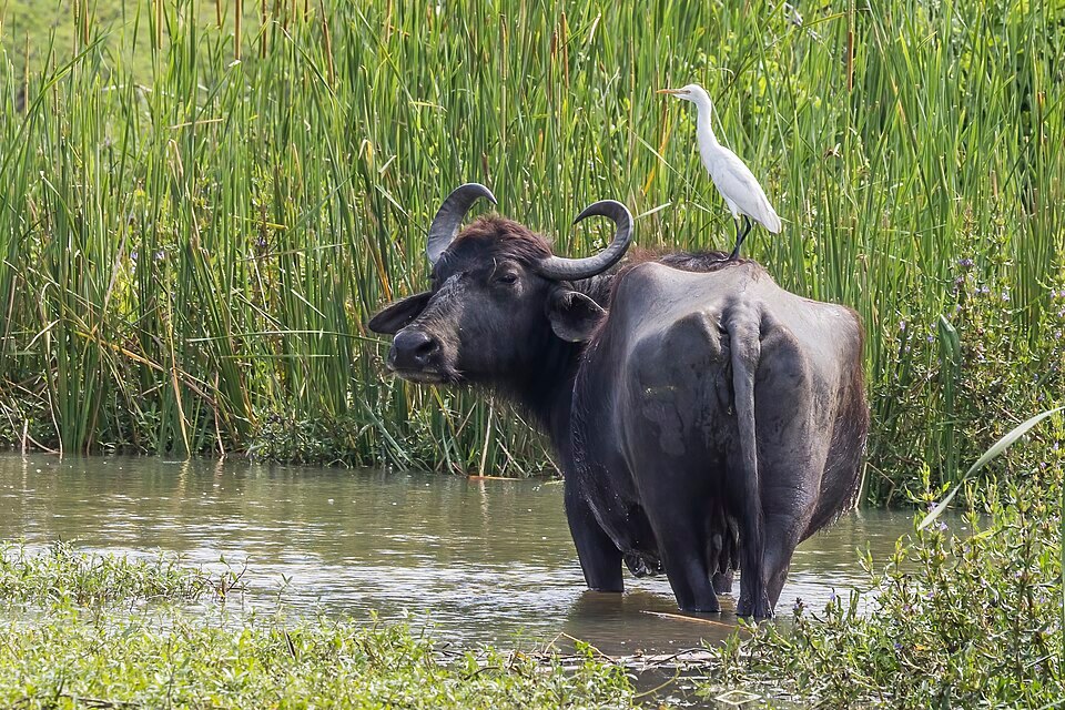 Buffalo in water with an egret standing on its back near tall grass.