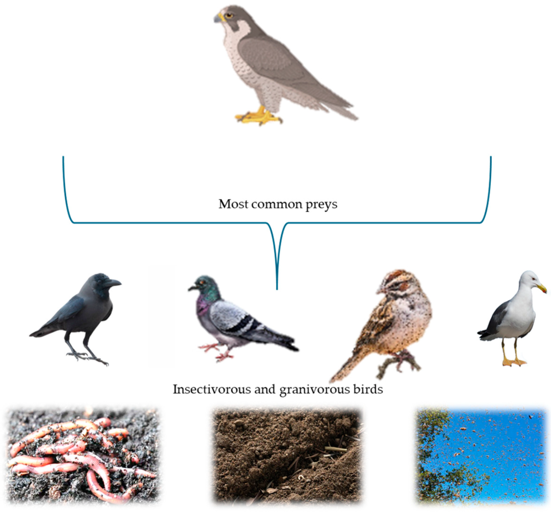 Bird prey chart with five birds, worms, rodents, and insects.