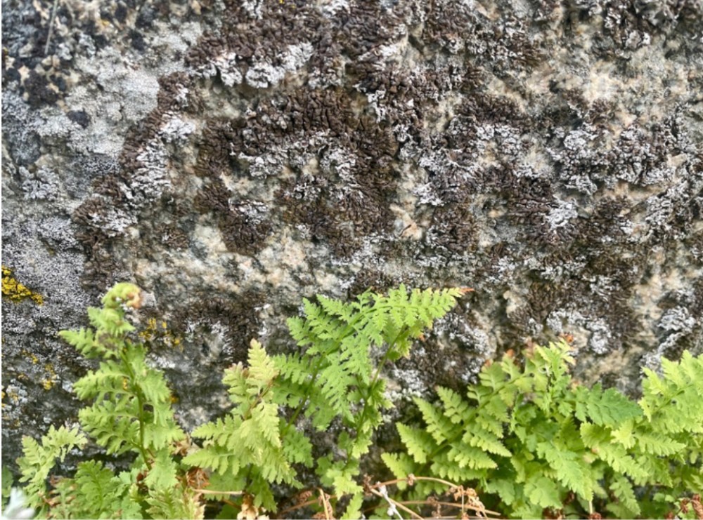 Green ferns growing at the base of a lichen-covered rock surface.