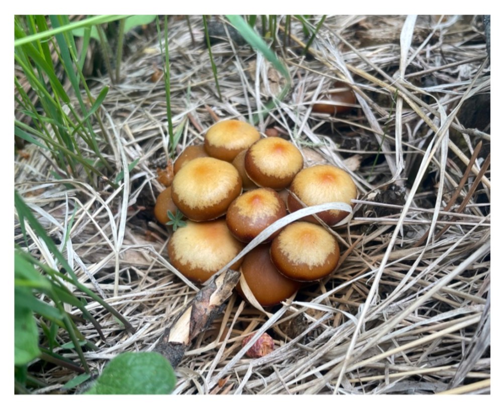 Cluster of small brown mushrooms surrounded by dry grass.
