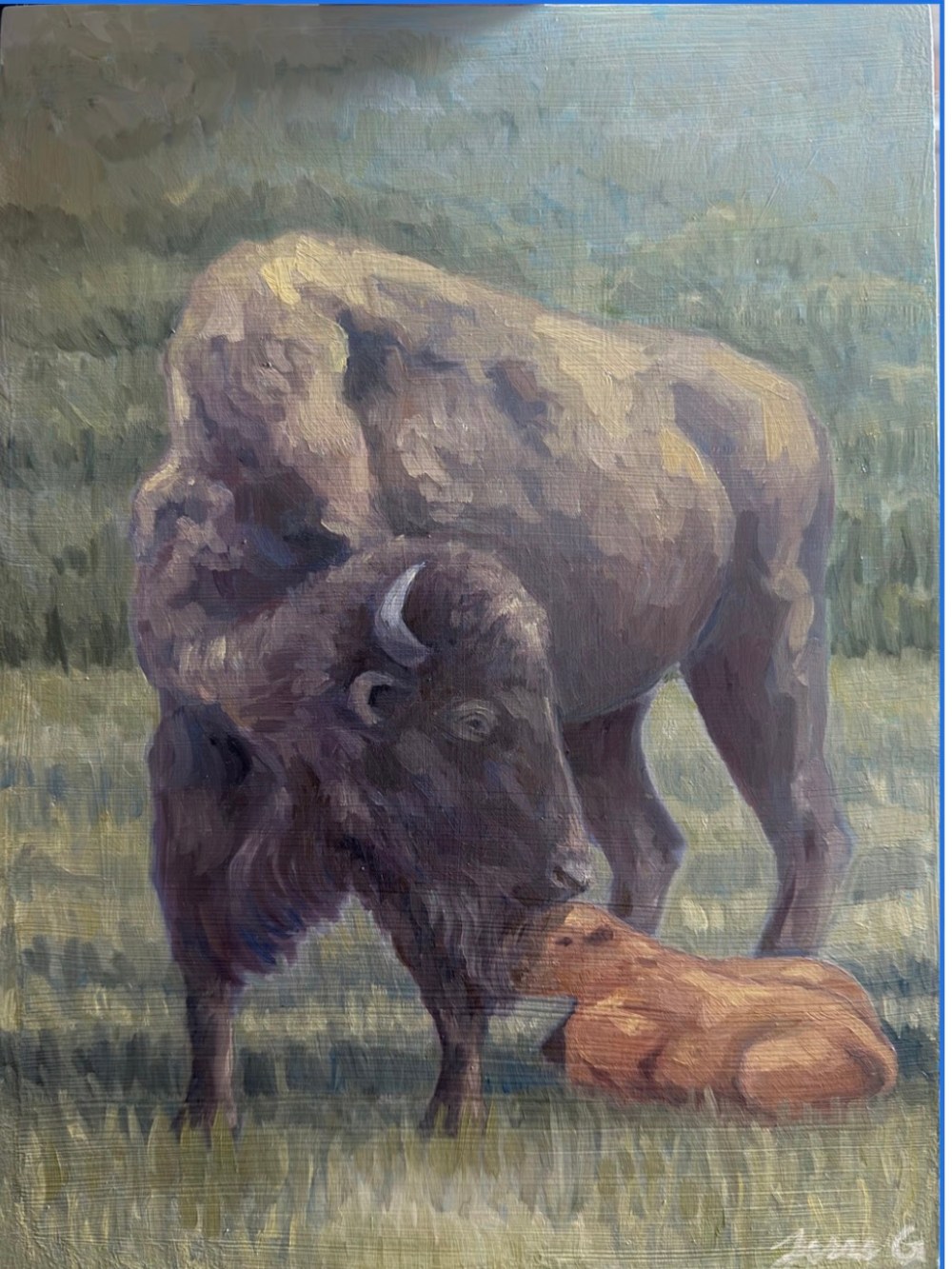 Bison standing over its calf resting on grass.