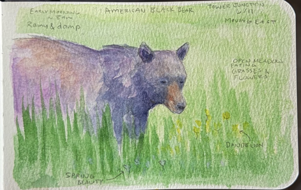 Watercolor of a black bear in a grassy meadow with flowers and notes.