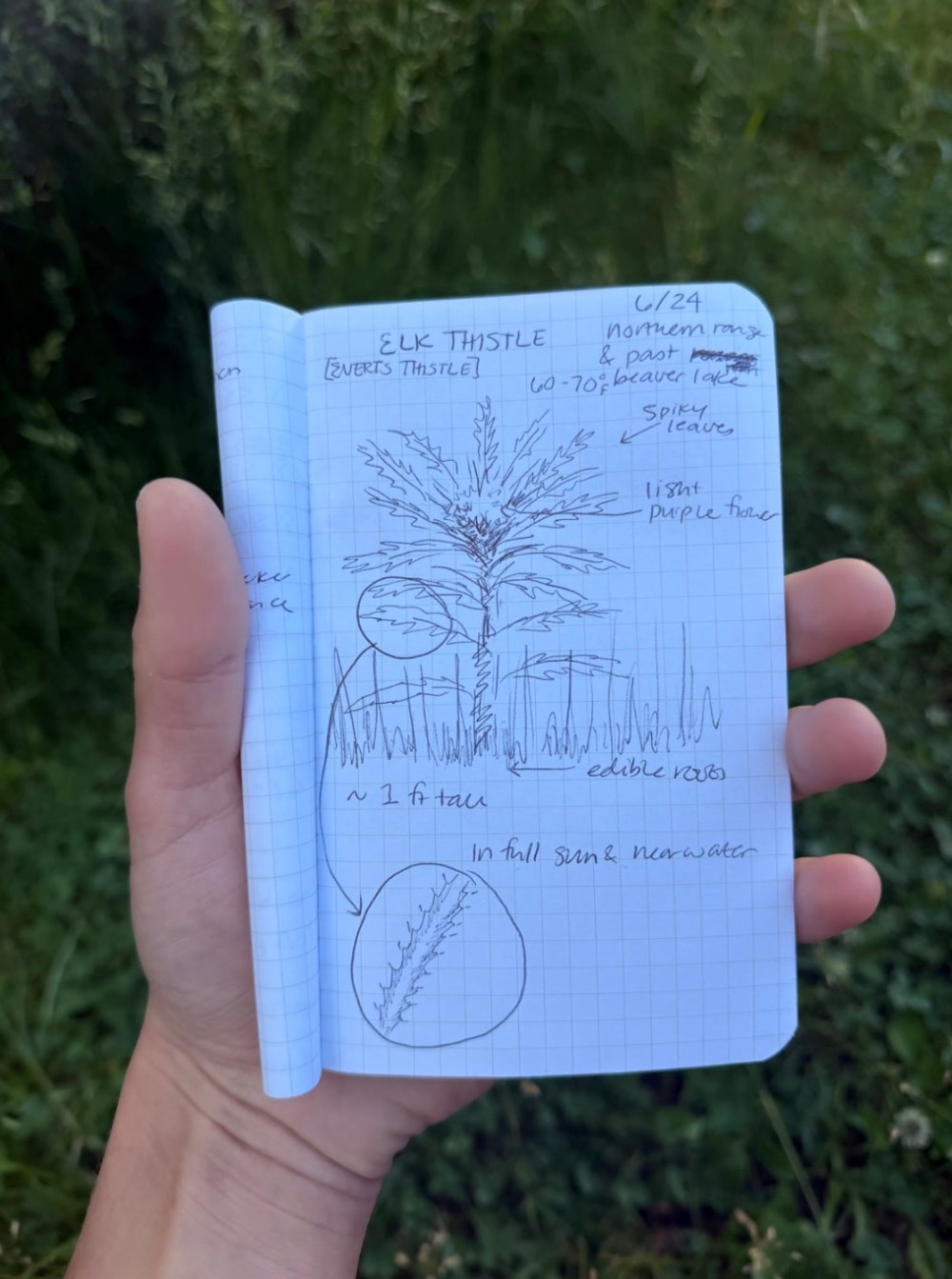 Hand holding a notebook with plant sketches and notes outdoors.